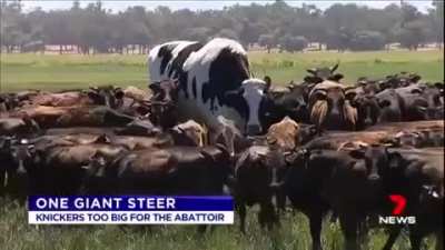 Moo aside