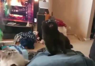 Swirling cats