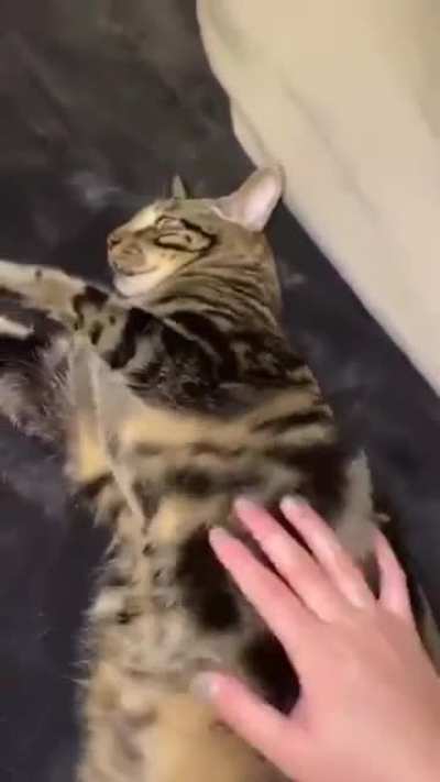 cat: aaaaaaaa