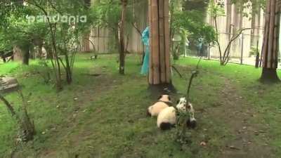Panda cubs chasing caretaker very slowly