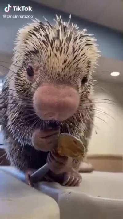 Porcupine ASMR
