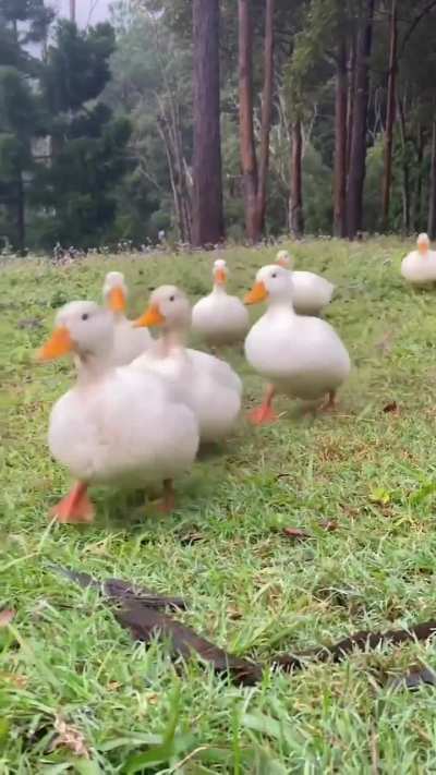 A walk in the park