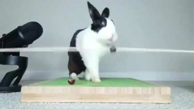 Rabbit trying to eat a grape