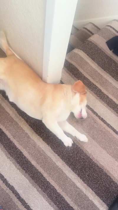 Maggie doing Maggie things?🧐🐶