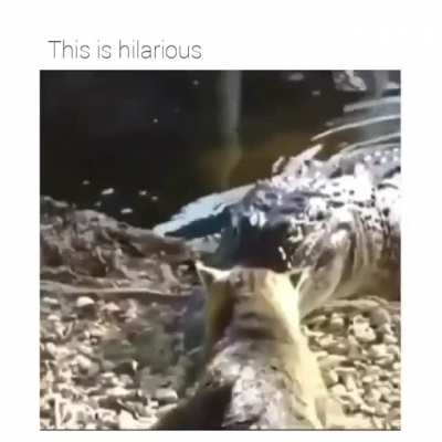 Cats Supremacy