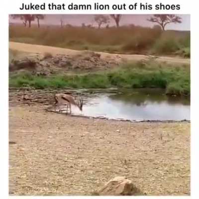 🔥 Deer outsmarts a lion
