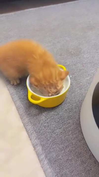 to drink milk