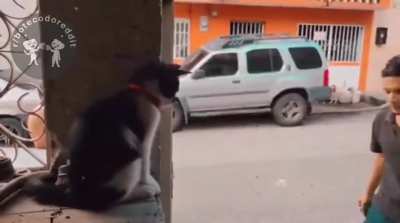 🐈 