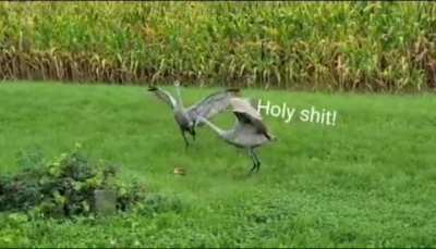 My GF recorded some cranes this morning. This was her interpretation of their interaction.