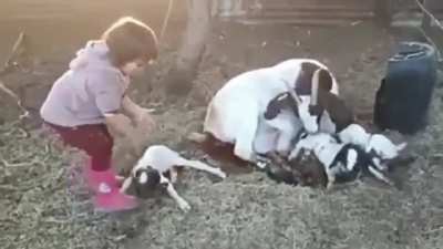 Little girl helps goat give birth