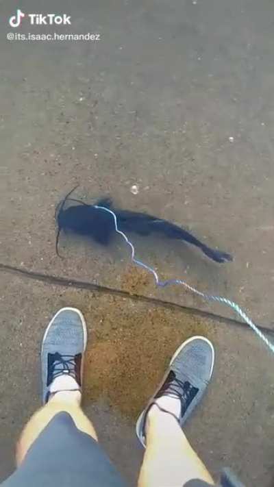 Just walking your catfish