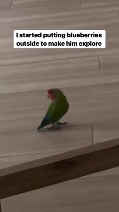 He only wanted blueberries