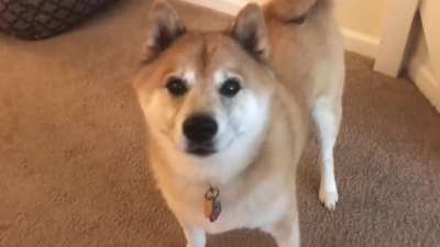 It is wednesday my dudes