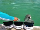 Blessed dolphin