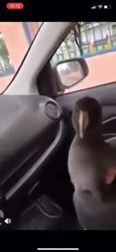 BIRB