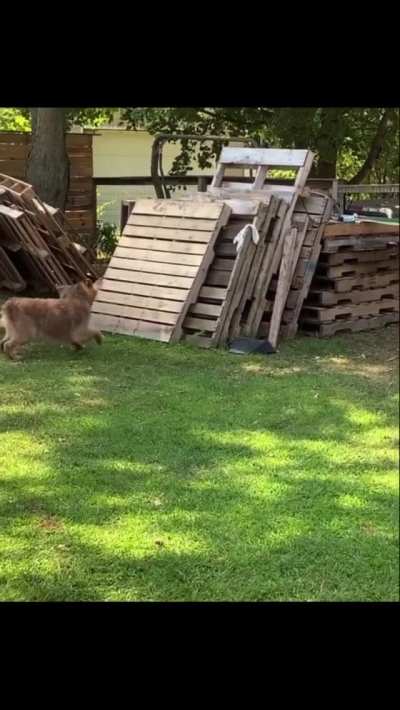 You can’t catch me!