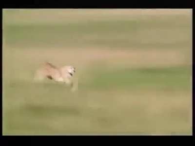 🔥 Incredible speed of Cheetah - 60mph under 3 sec