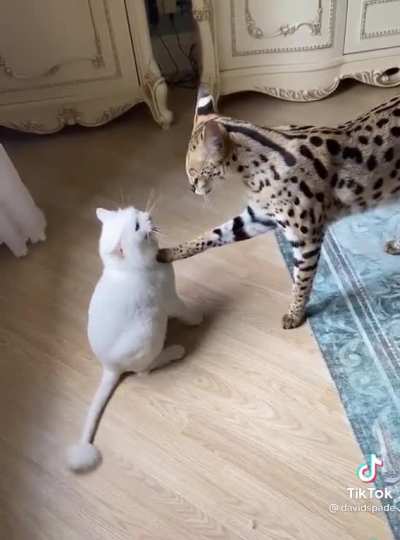 Snowball isnot..lol