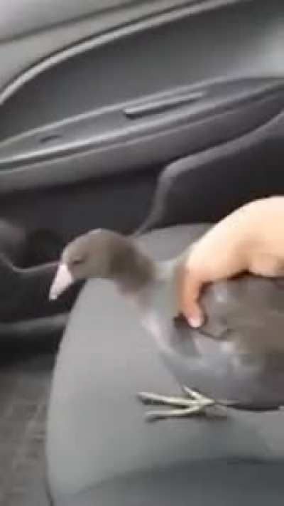 WCGW if you get an unknown bird in your car