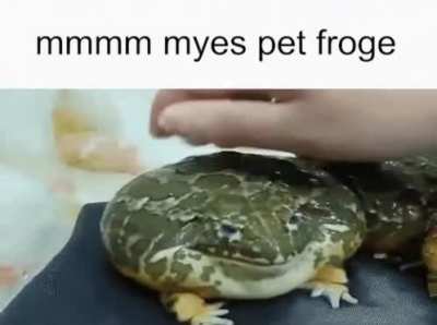LOK AT THE FROG