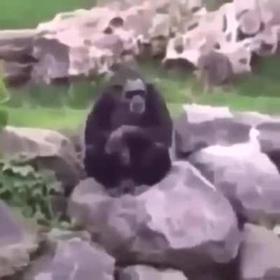 monke