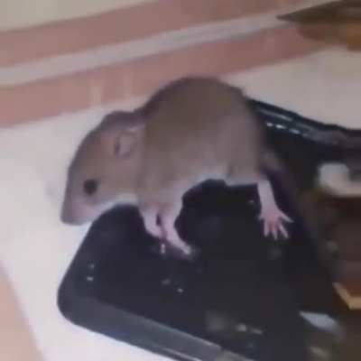 Mouse gets the cheese