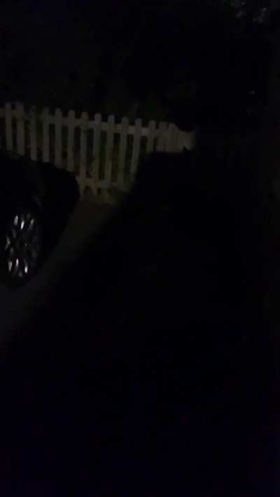 Badger scrap? (UK)