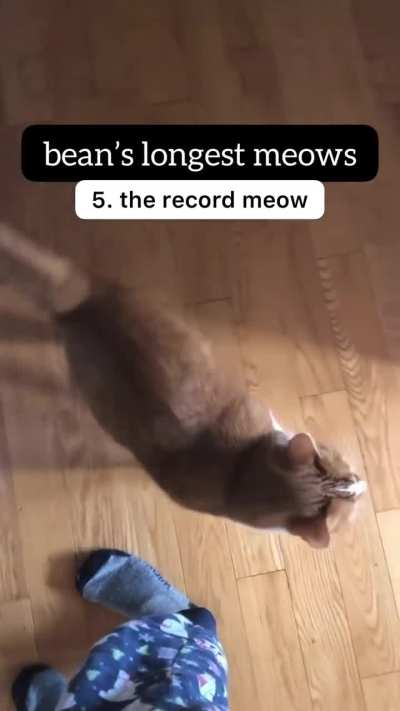 MeEeEeEeEeEeoOoOw