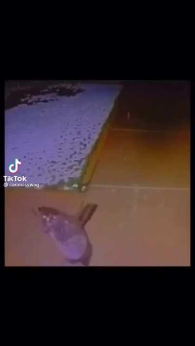 Bear tries to catch snowflakes