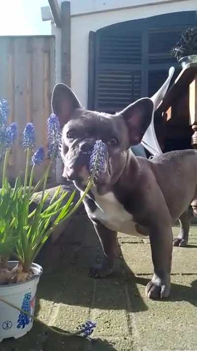 Our French Bulldog of 1 year is very interested in this fly.