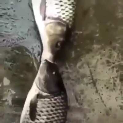 Make u/fishfucker69 see this