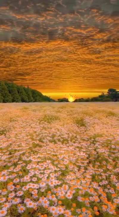 Urashima Flower Park, Japan