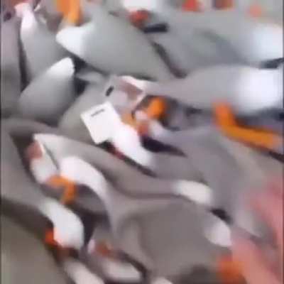 Patos de borracha:)