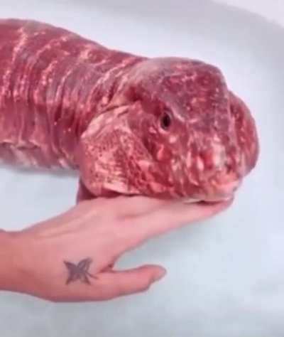 forbidden tenderloin