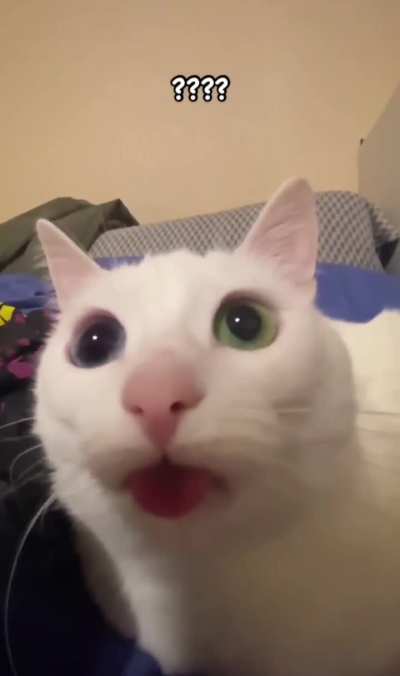 Silly wunk