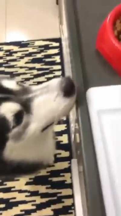 Thats a fancy boy