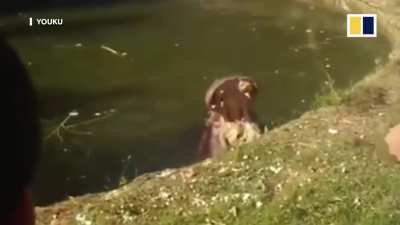 Chinese tourists irresponsible behaviors in zoos