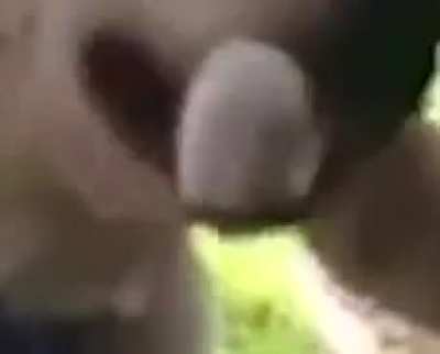dawg and cat (WARNING LOUD SONDS)