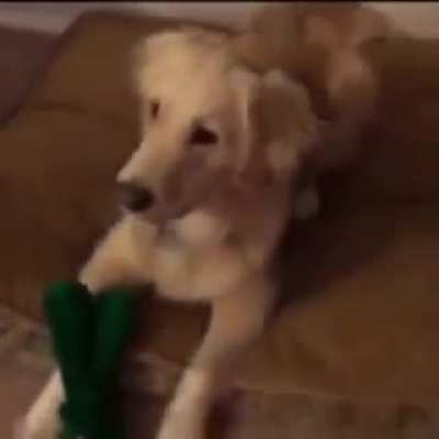 Disfarça-se do brinquedo favorito do seu cachorro, boa noite 👍