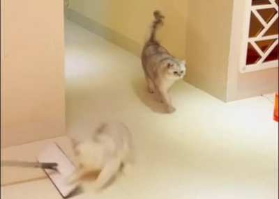 Ninja's victim