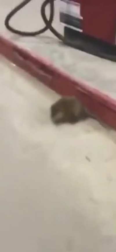 are you a rat?