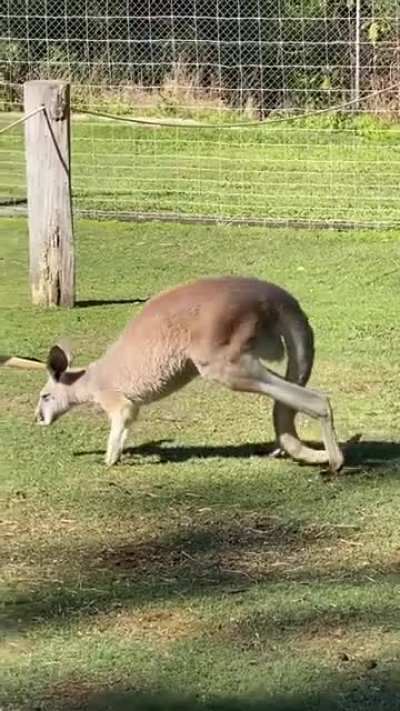 Victok