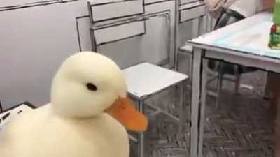 Petting a damn fine duck