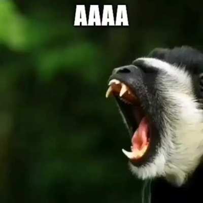 Oooaaa