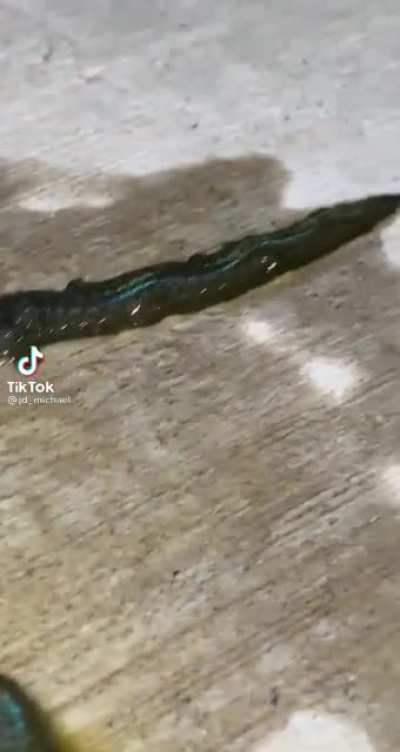 oq é isso nmrl?