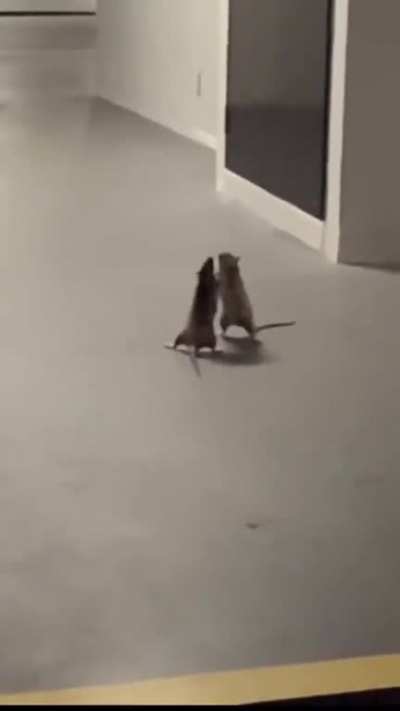 Rats fight at void deck