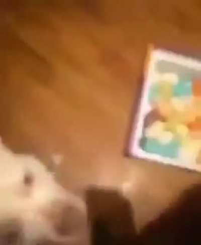 Jellybean dog