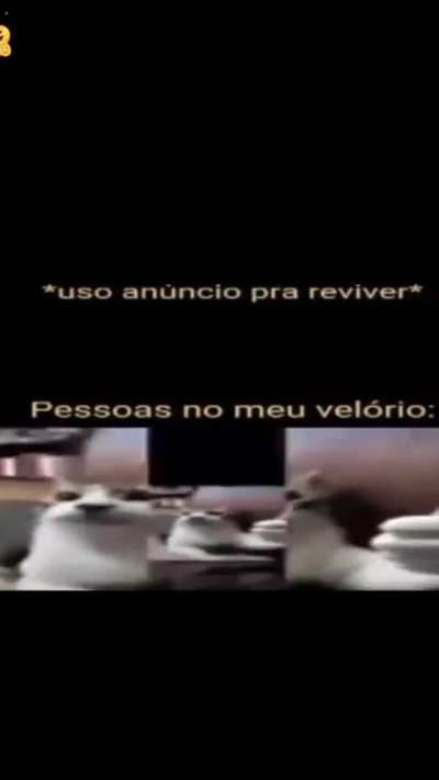 🐱👍