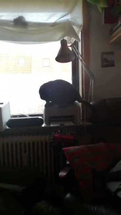 My cat love(d) to sit on my printer