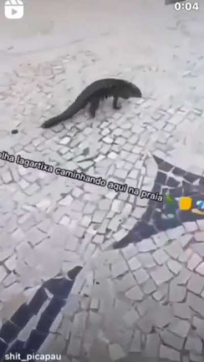 Largatixa